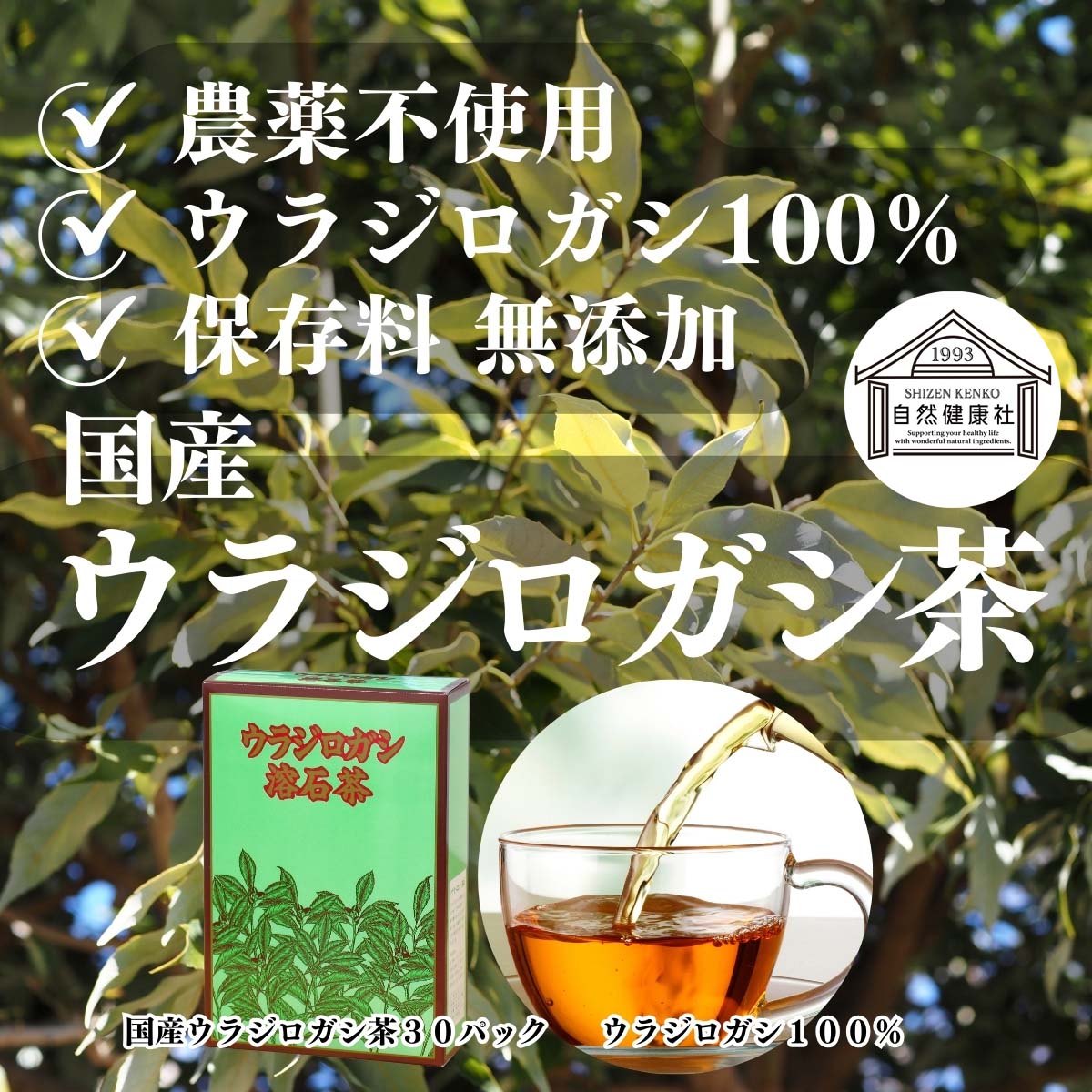 自然健康社の国産ウラジロガシ茶