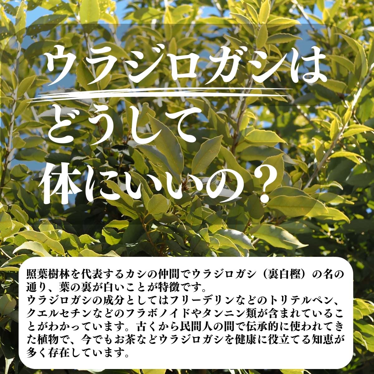 ウラジロガシはどうして体にいいの？
