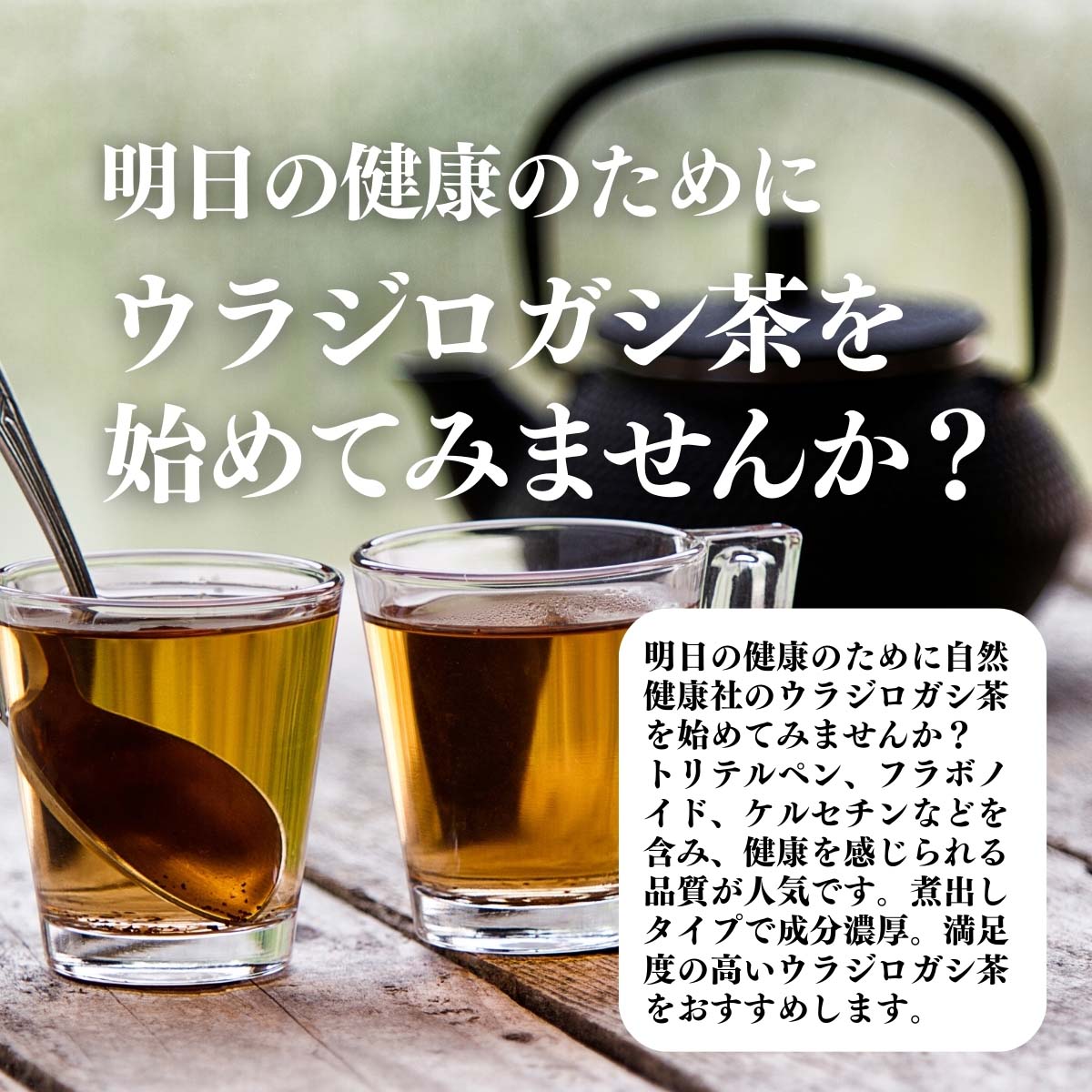 ウラジロガシ茶を始めてみませんか？