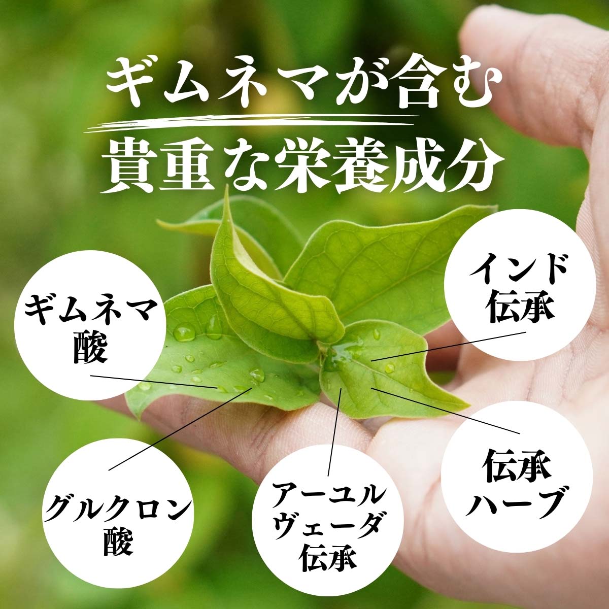 ギムネマが含む貴重な栄養成分