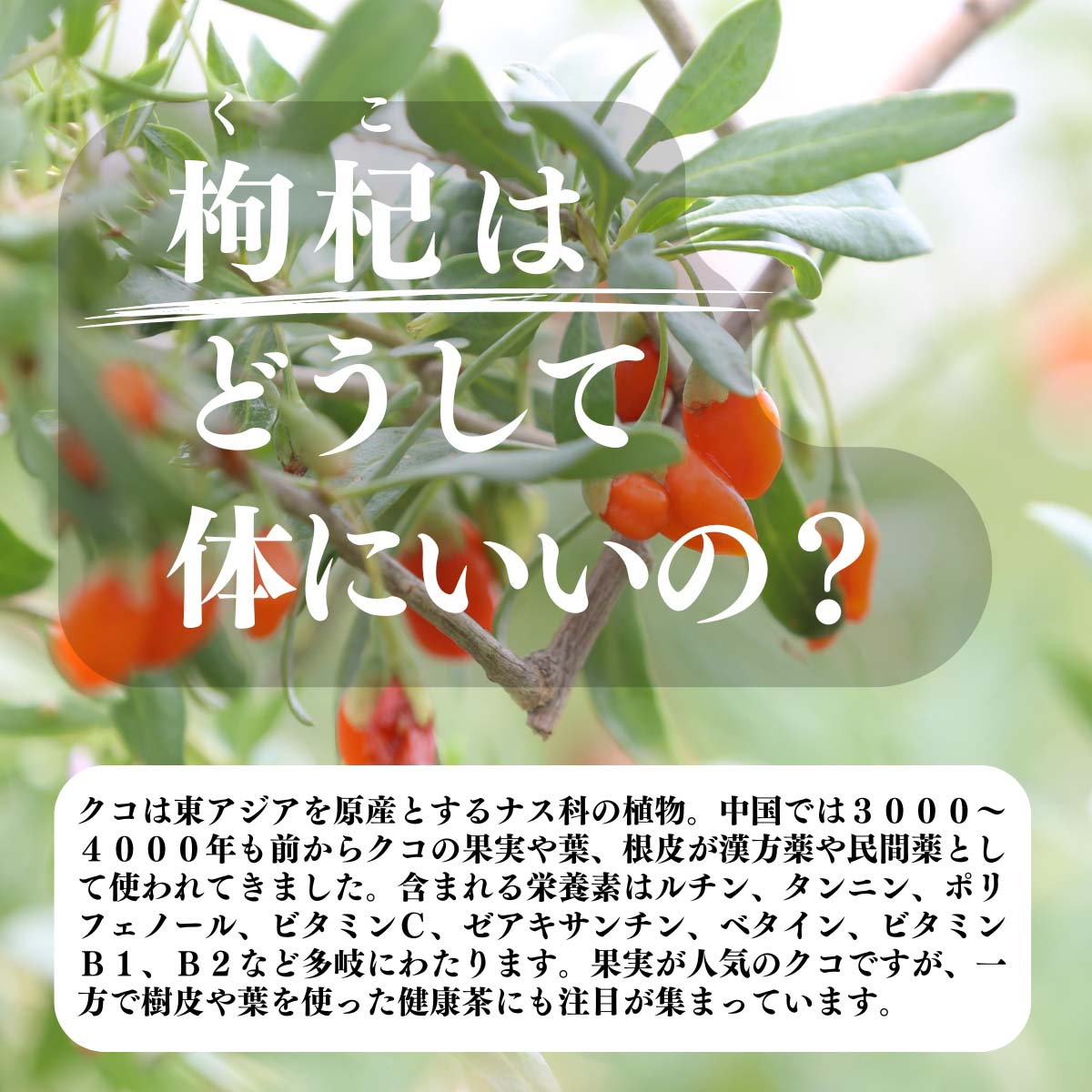 枸杞はどうして体にいいの？