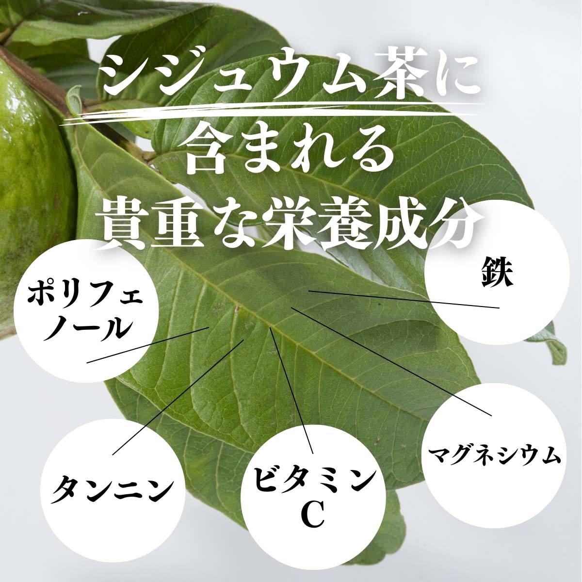 シジュウム茶に含まれる貴重な栄養成分