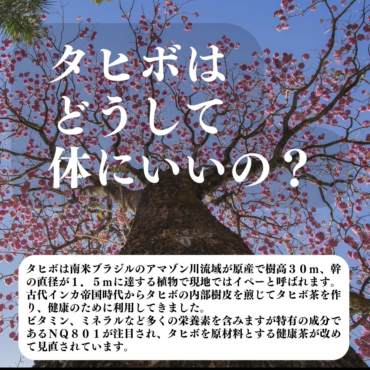 タヒボはどうして体にいいの？