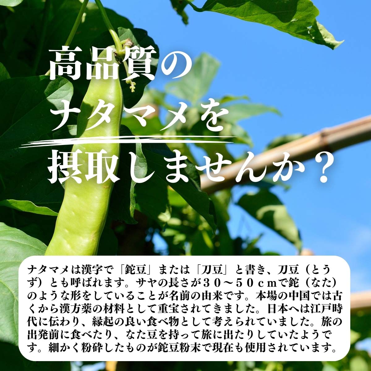 高品質のナタマメを摂取しませんか？
