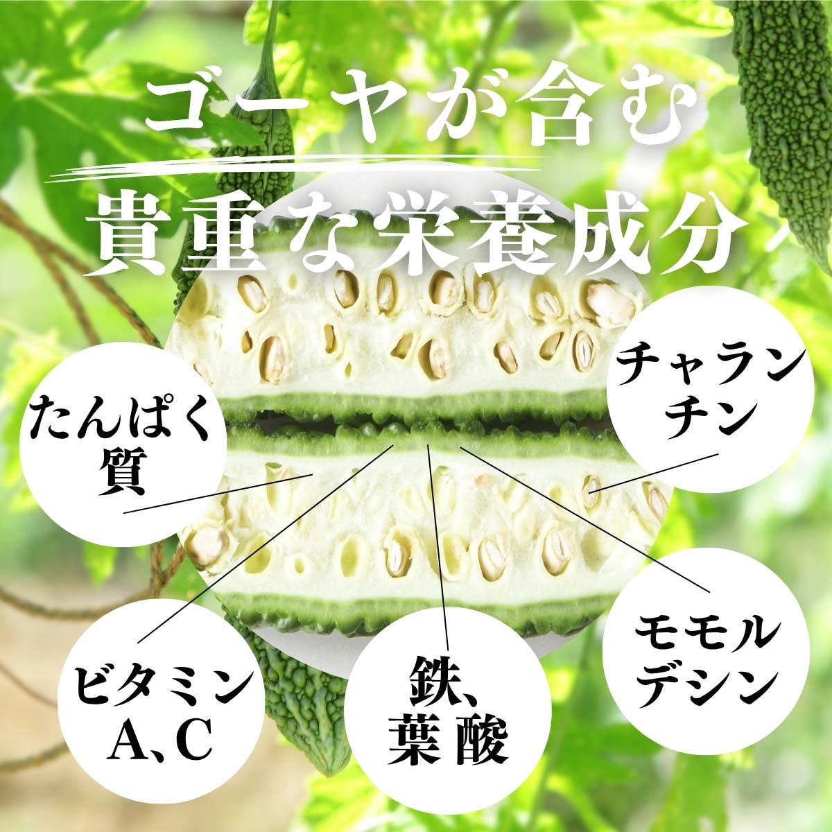ゴーヤが含む貴重な栄養成分