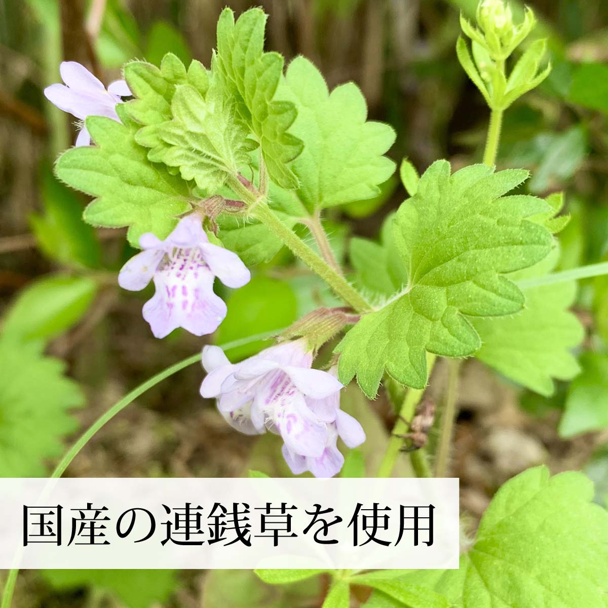 徳島県産の連銭草を使用