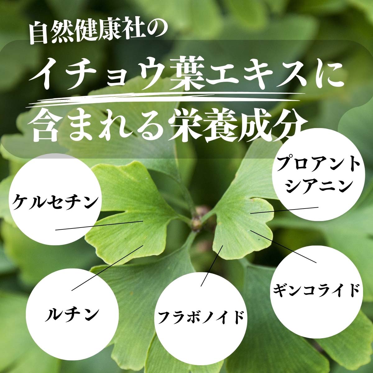 イチョウ葉エキスに含まれる栄養成分