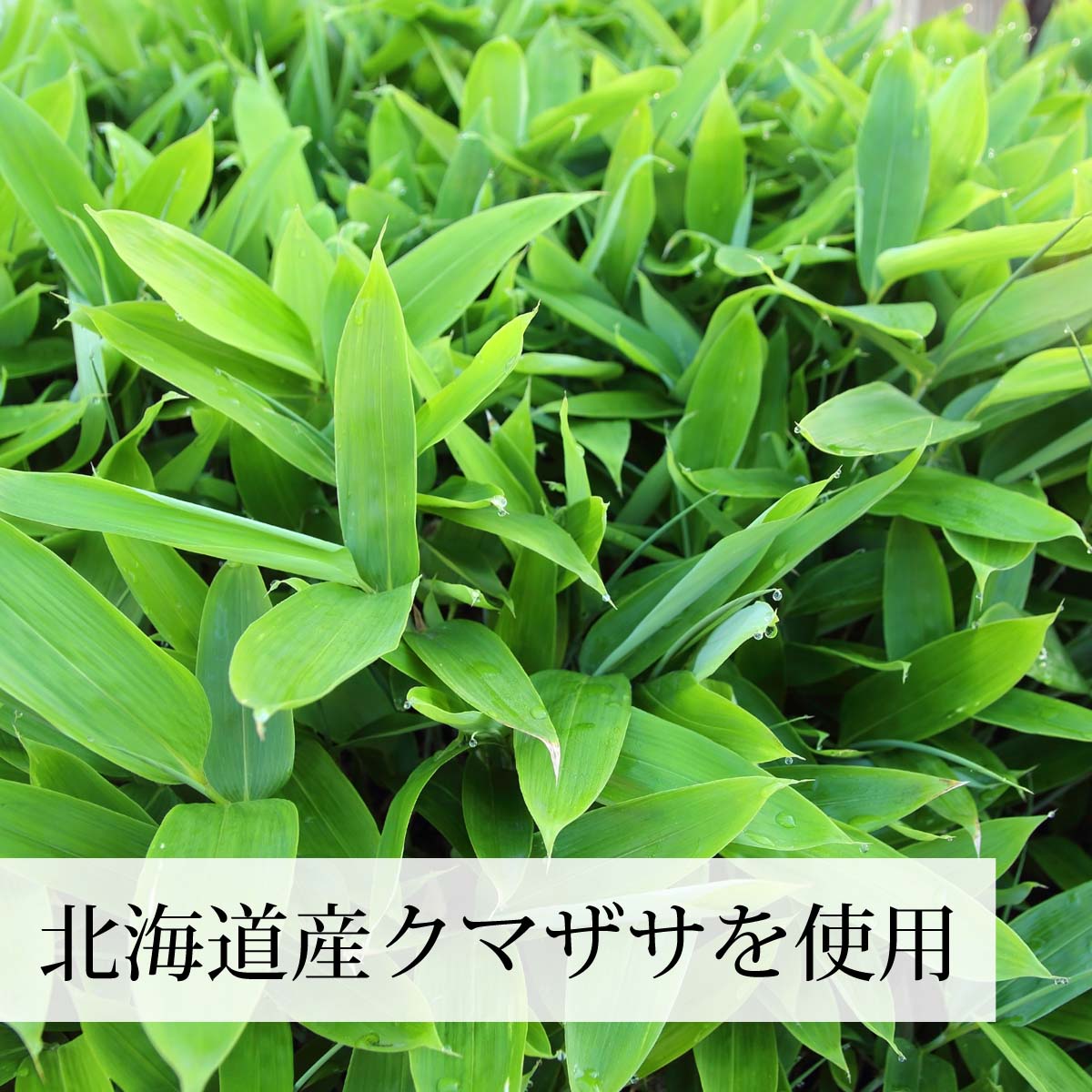 クマザサとは
