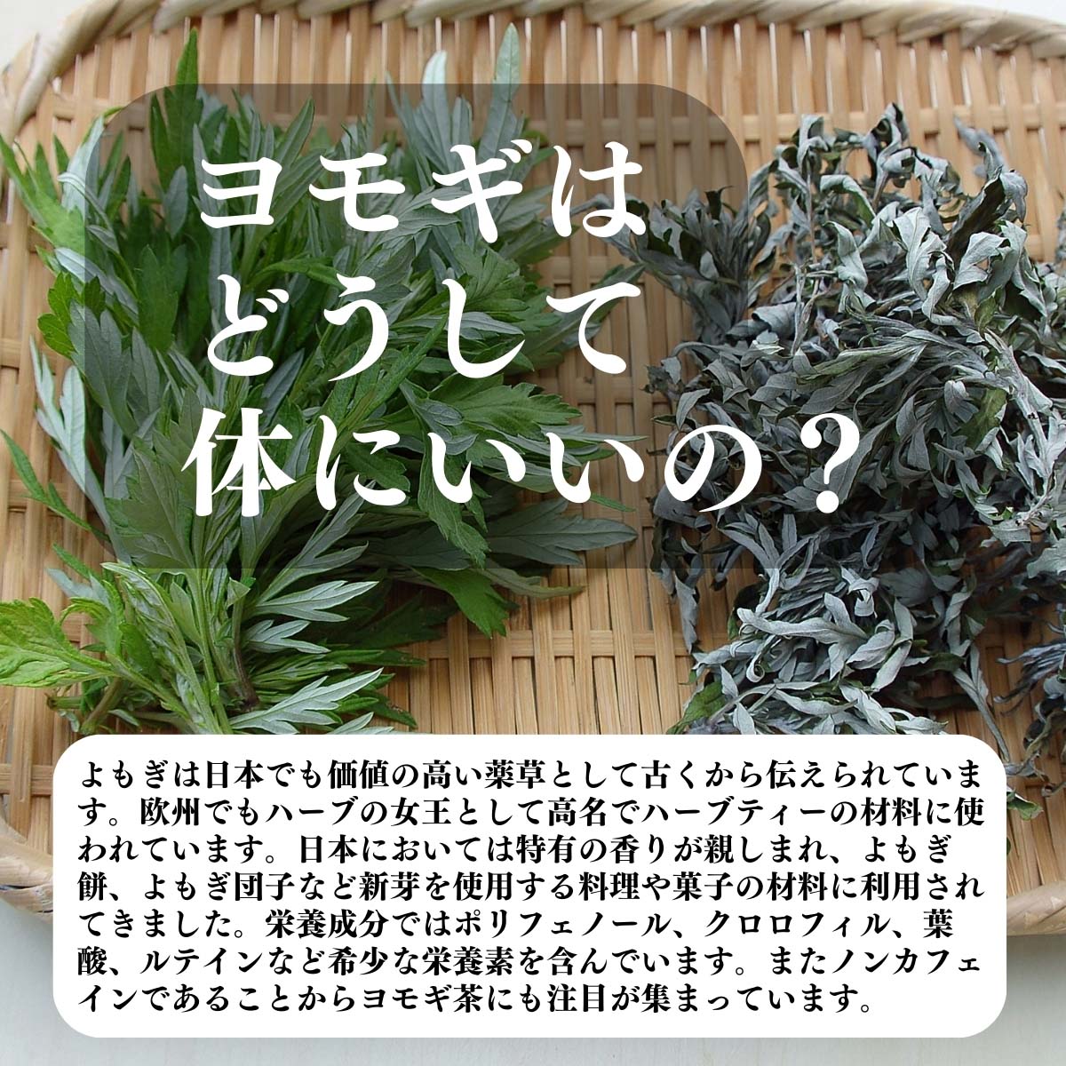 ヨモギはどうして体にいいの？