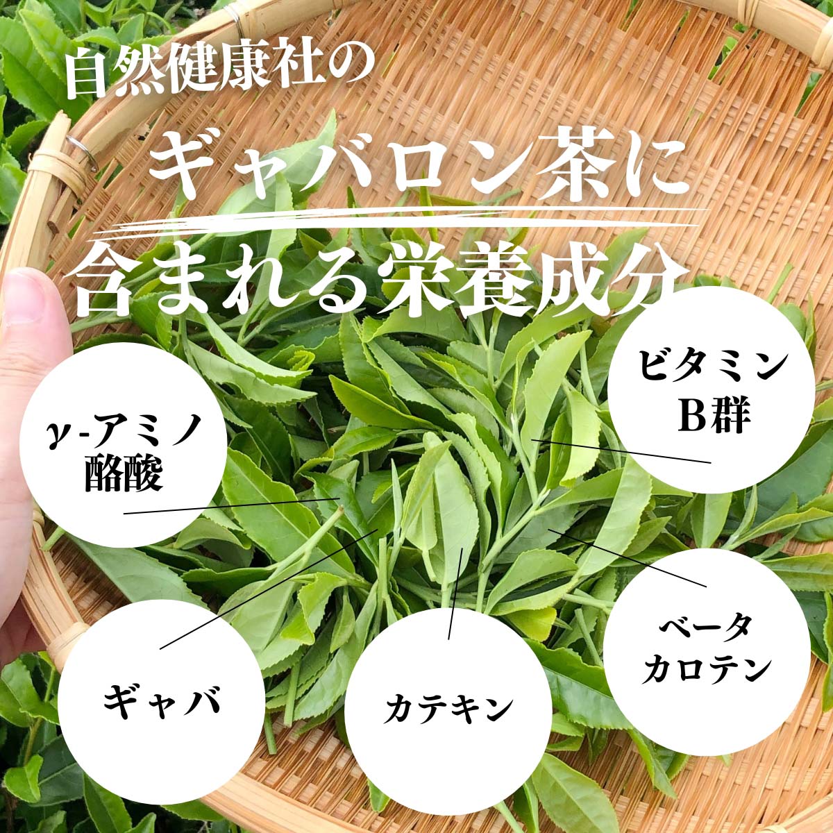 ギャバロン茶に含まれる栄養成分