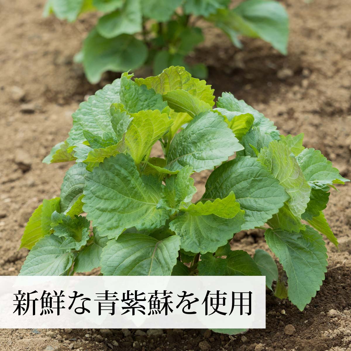 新鮮な青紫蘇を使用