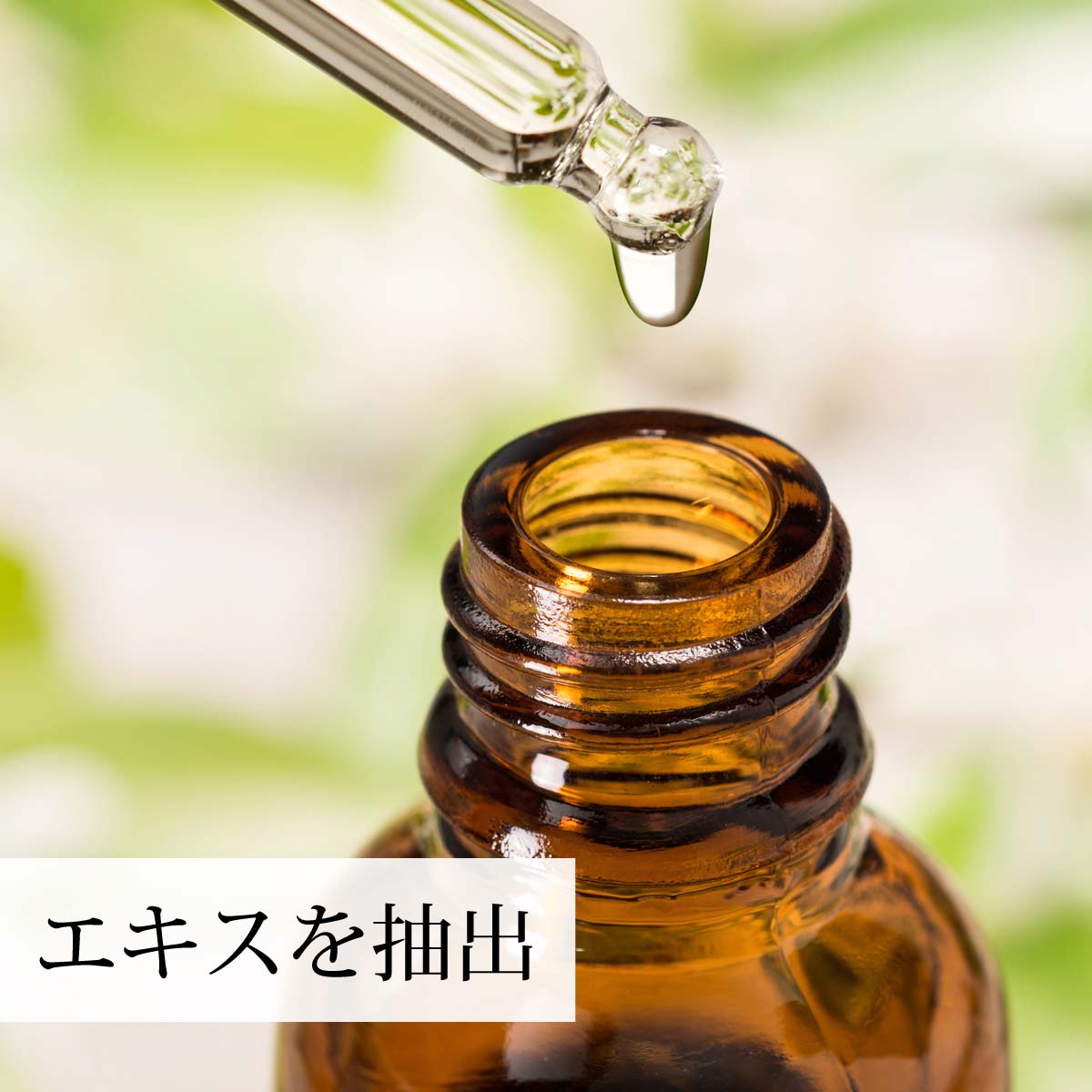 新鮮な青紫蘇を使用