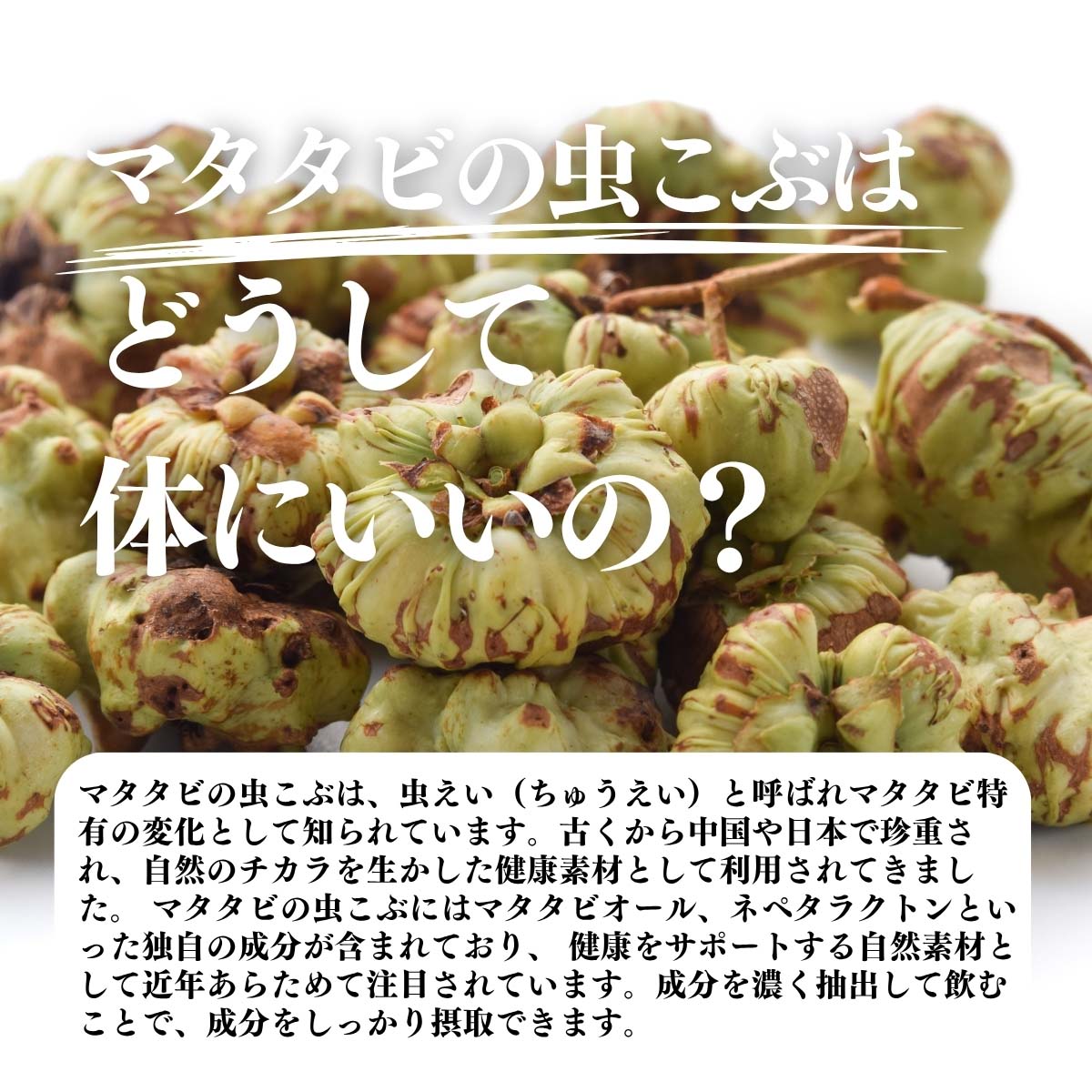 マタタビの虫こぶはどうして体にいいの？