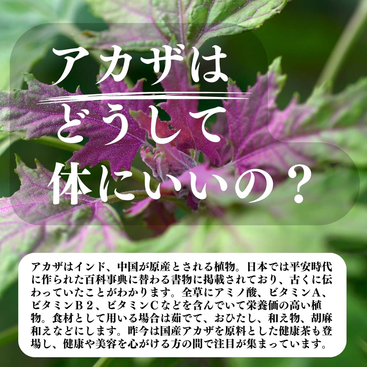 アカザはどうして体にいいの