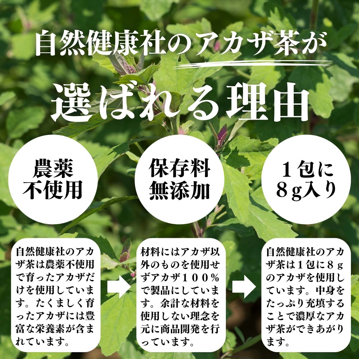アカザ茶が選ばれる理由