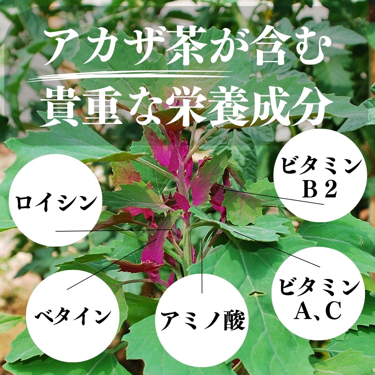 アカザ茶が含む貴重な栄養成分