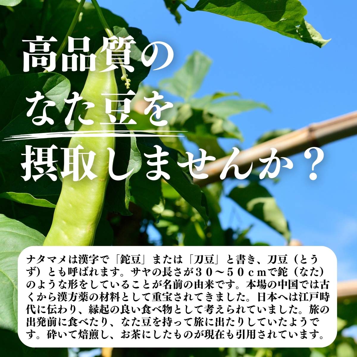 なた豆を摂取しませんか