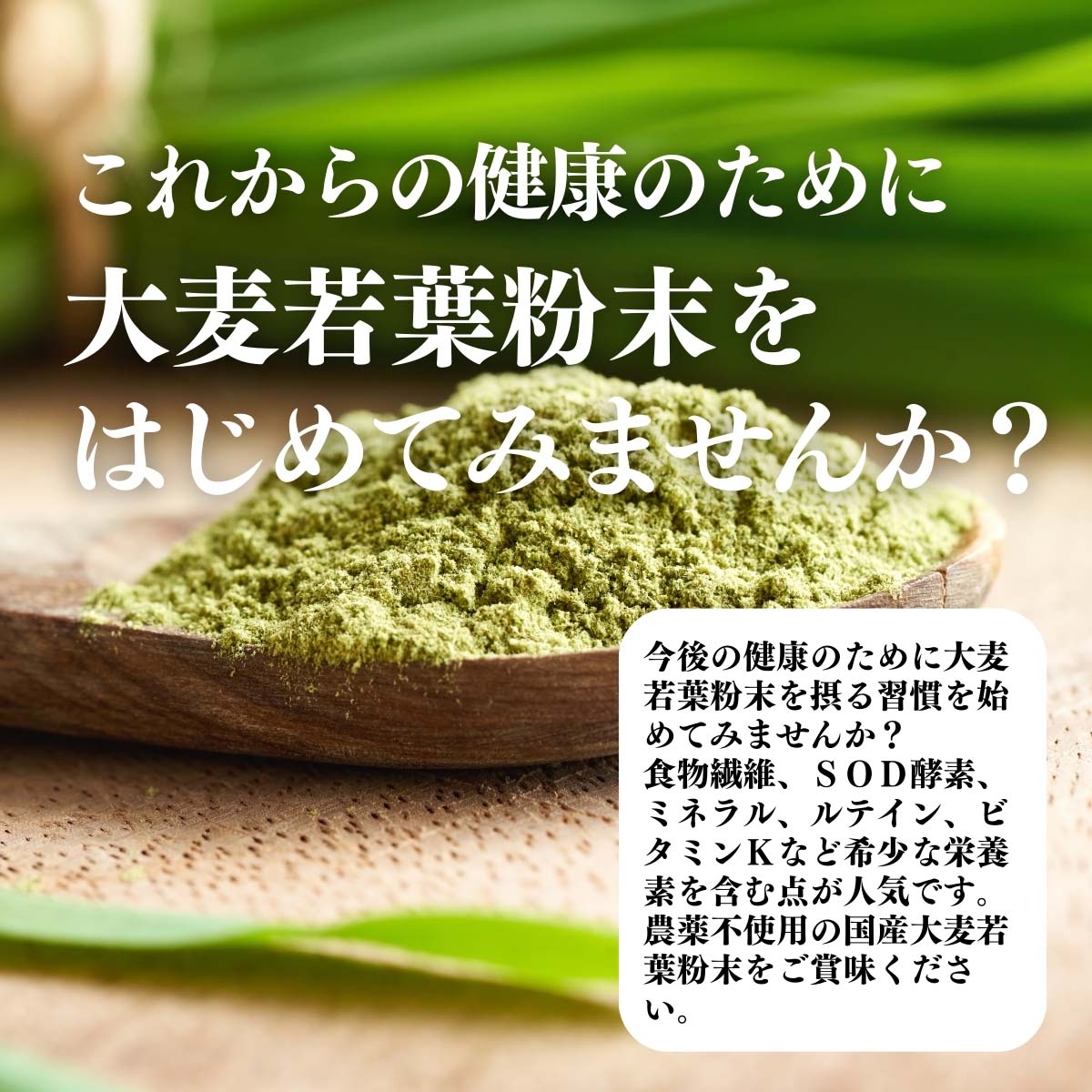 大麦若葉粉末をはじめてみませんか？