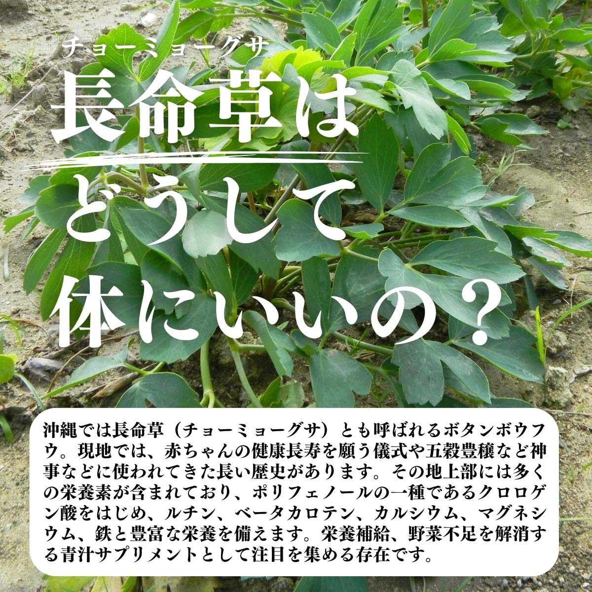 長命草はどうして体にいいの？