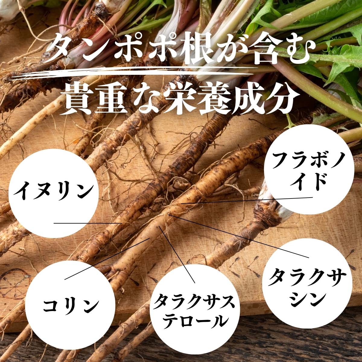 タンポポ根が含む貴重な栄養成分