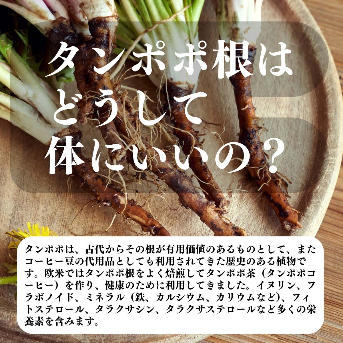 タンポポ根はどうして体にいいの？