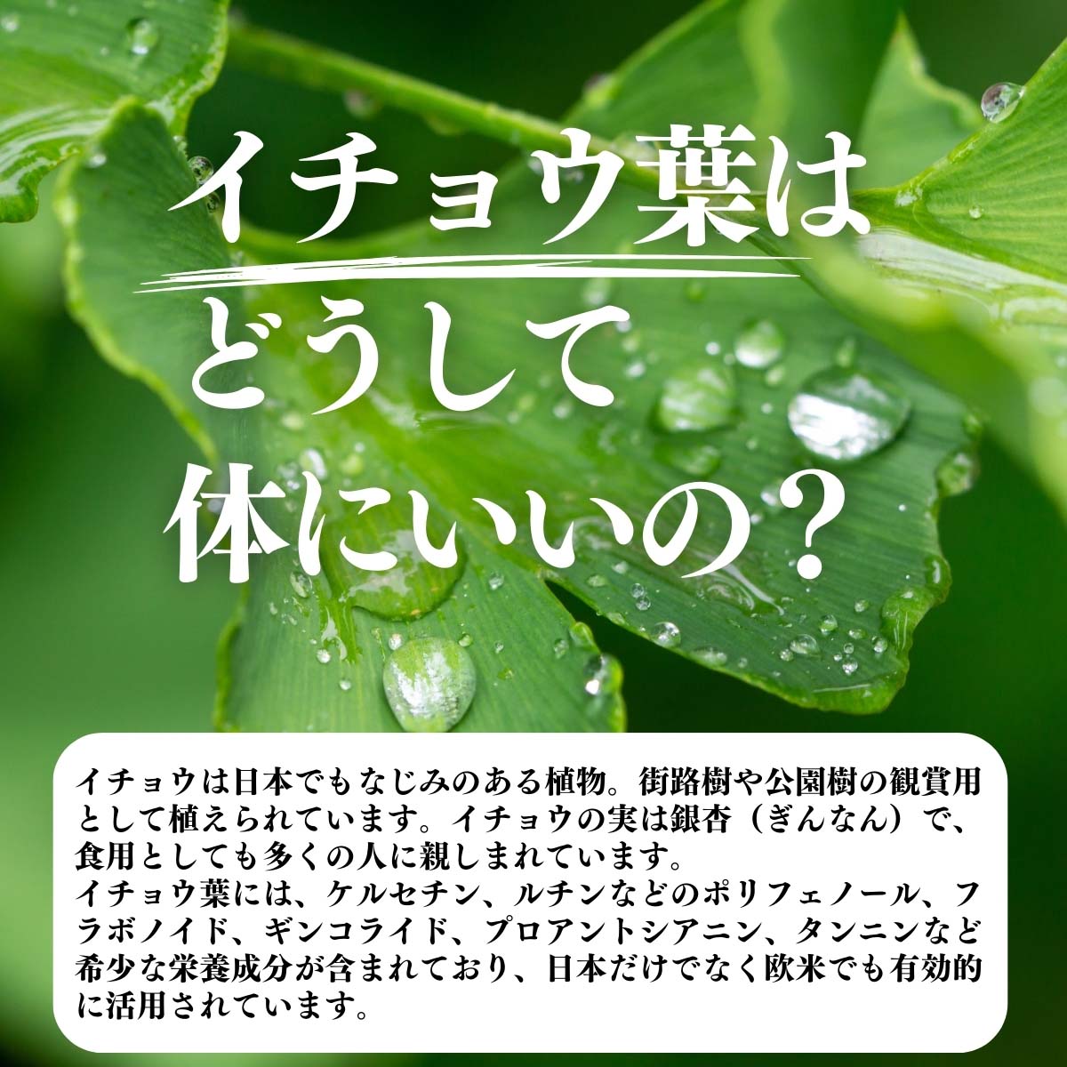イチョウ葉はどうして体にいいの？