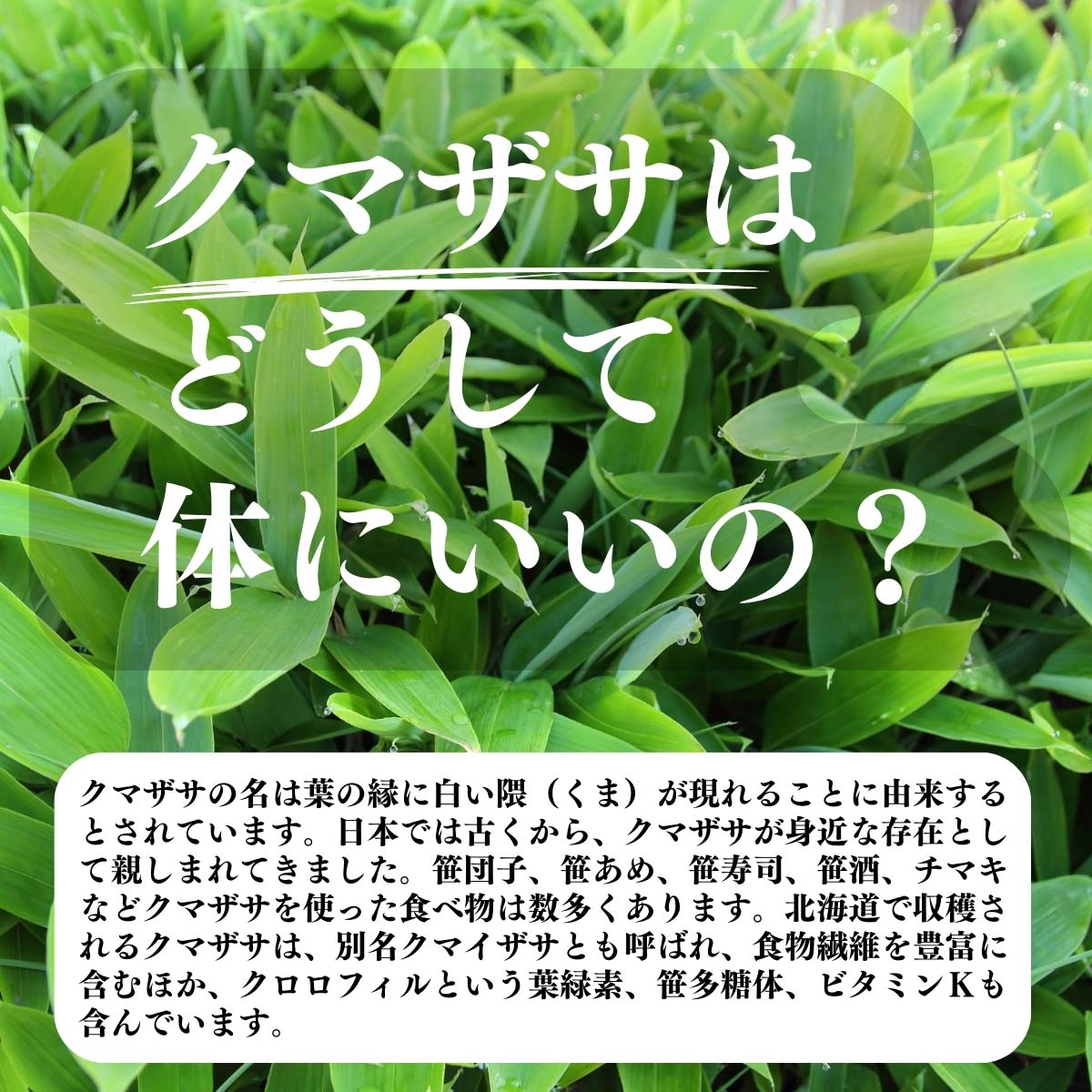クマザサはどうして体にいいの？