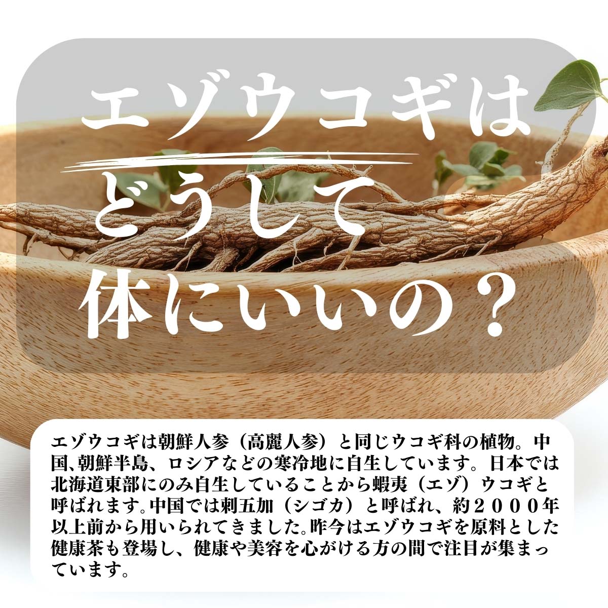 エゾウコギはどうして体にいいの？