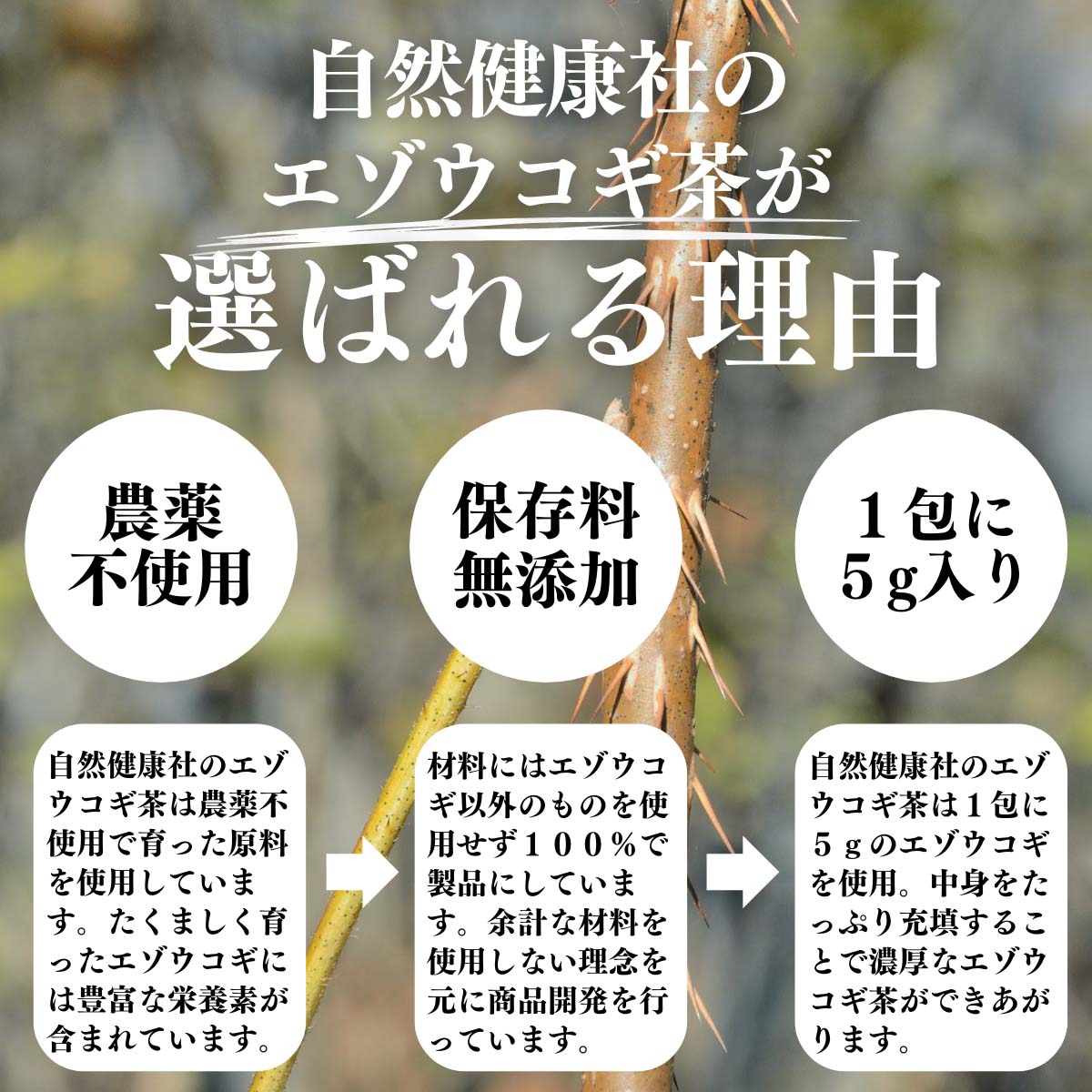 エゾウコギ茶が選ばれる理由