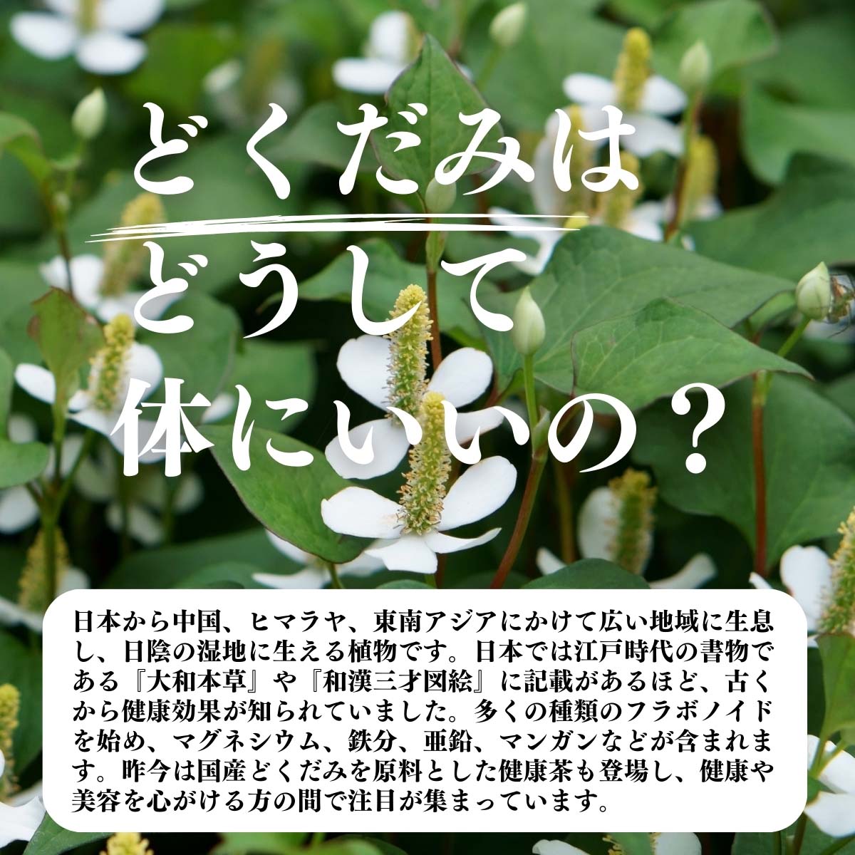 どくだみはどうして体にいいの