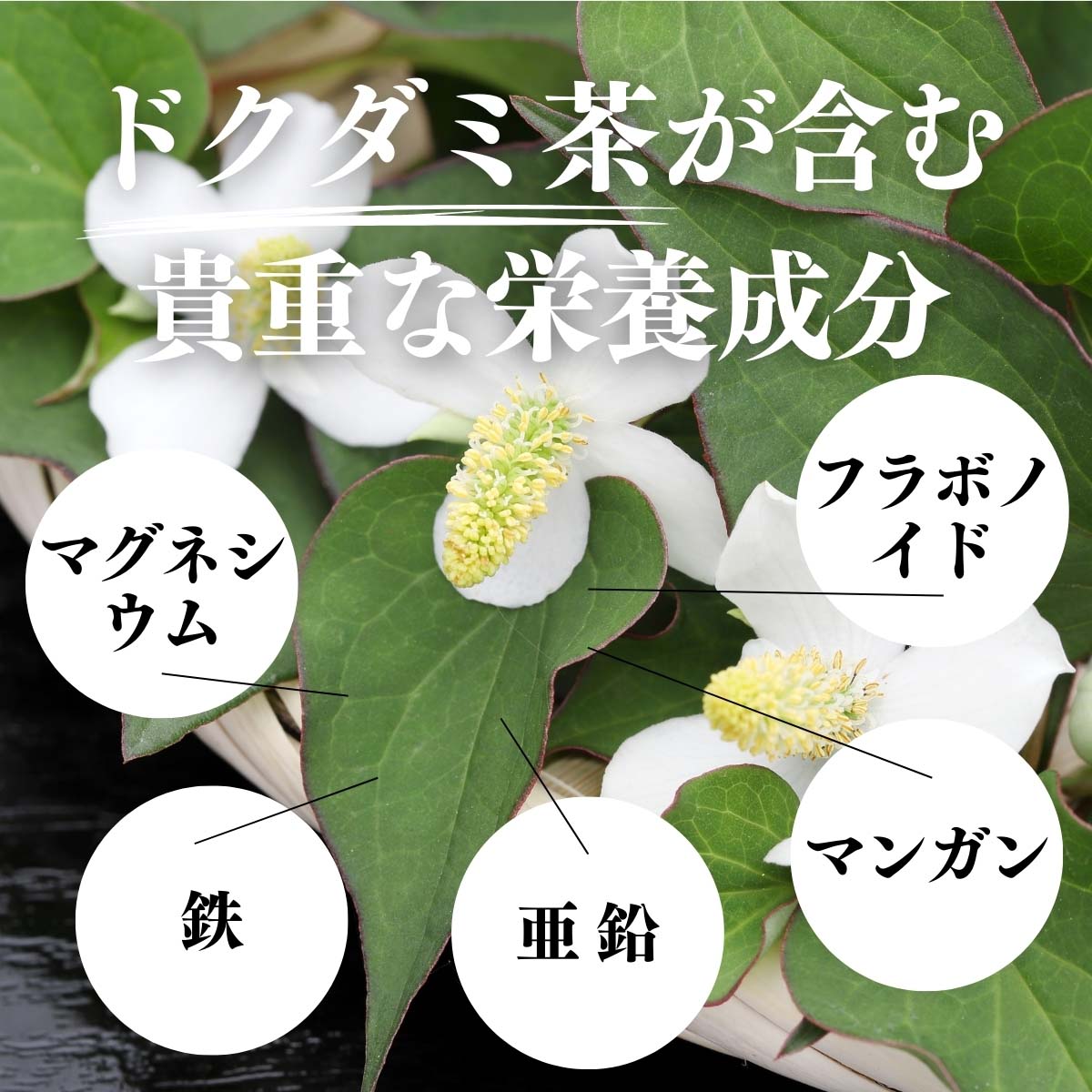 ドクダミ茶が含む貴重な栄養成分