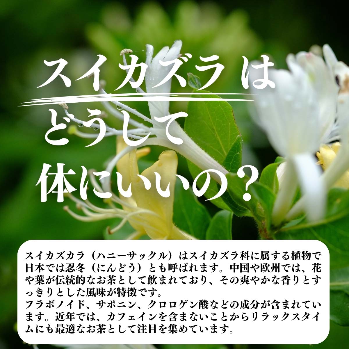 スイカズラはどうして体にいいの？