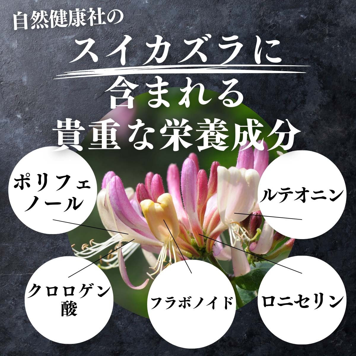 スイカズラに含まれる貴重な栄養成分