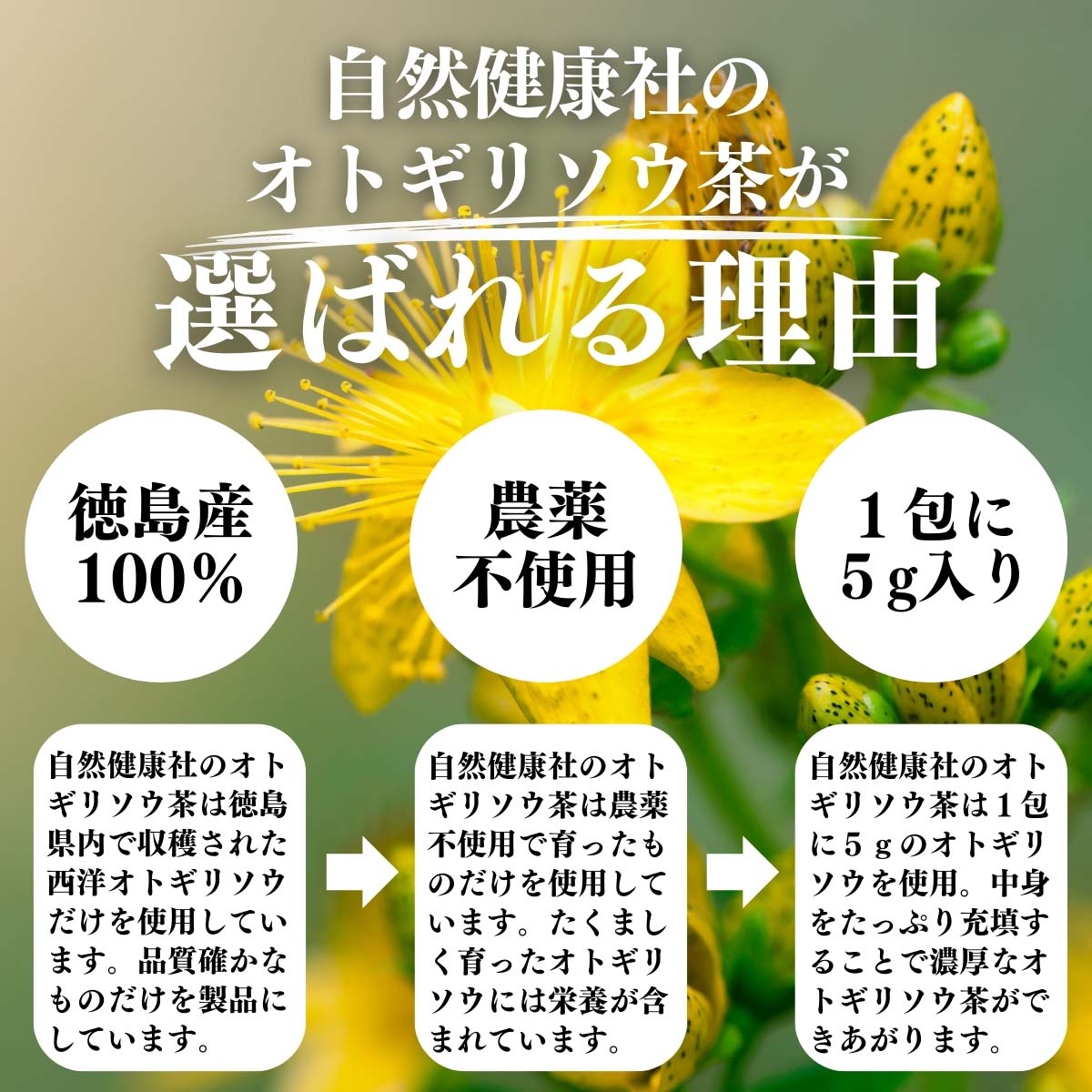 オトギリソウ茶が選ばれる理由