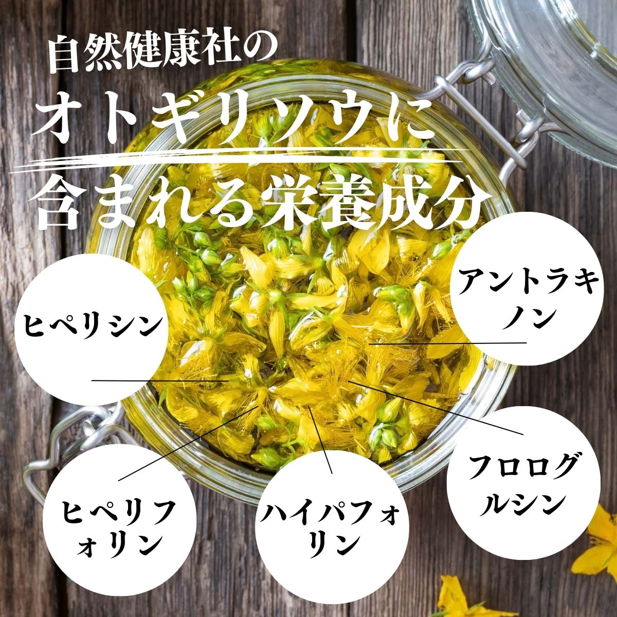 オトギリソウに含まれる貴重な栄養成分