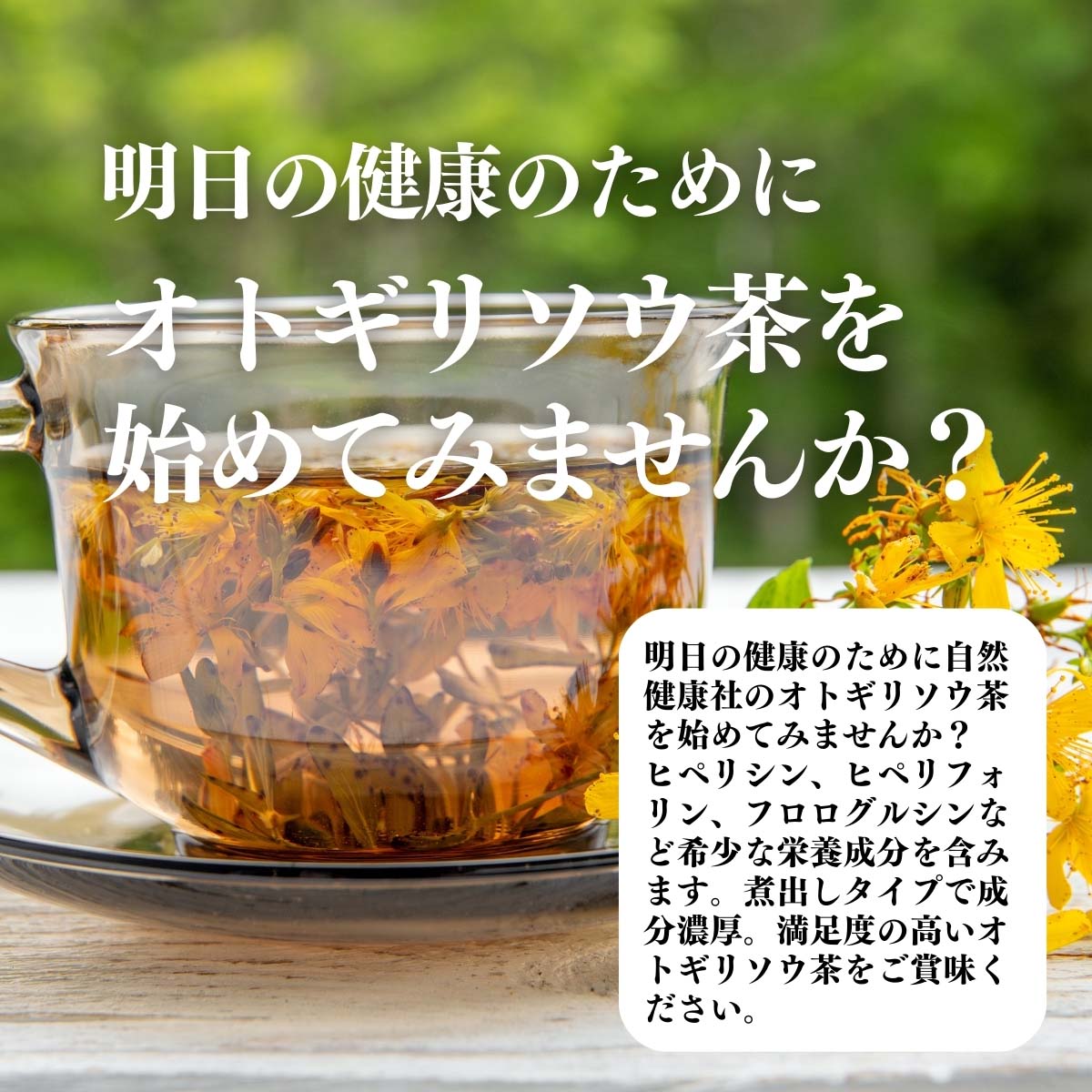 オトギリソウ茶を始めてみませんか？