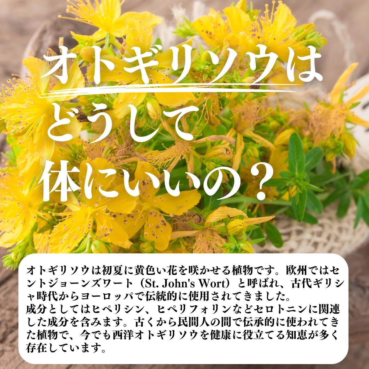 オトギリソウはどうして体にいいの？