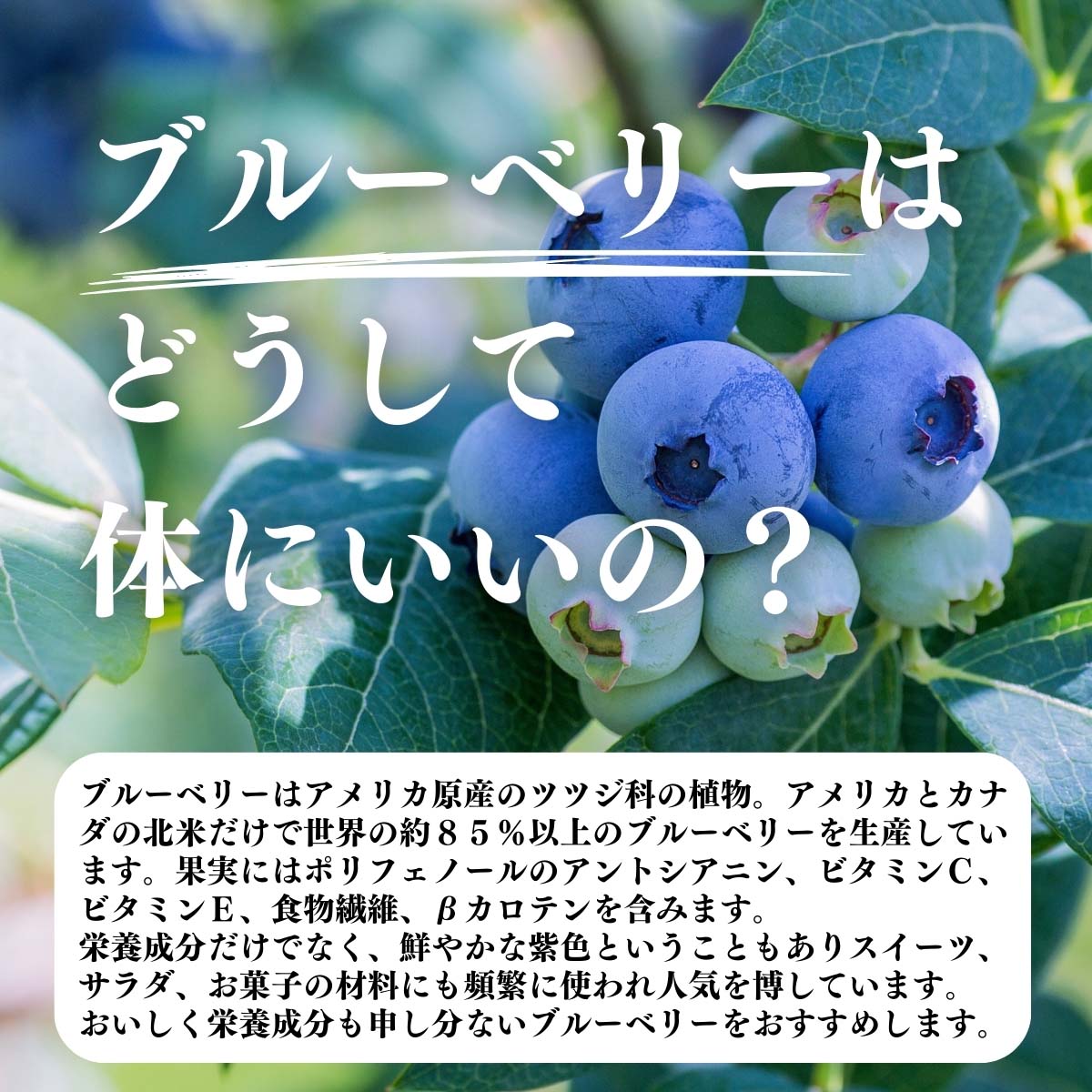 ブルーベリーはどうして体にいいの？