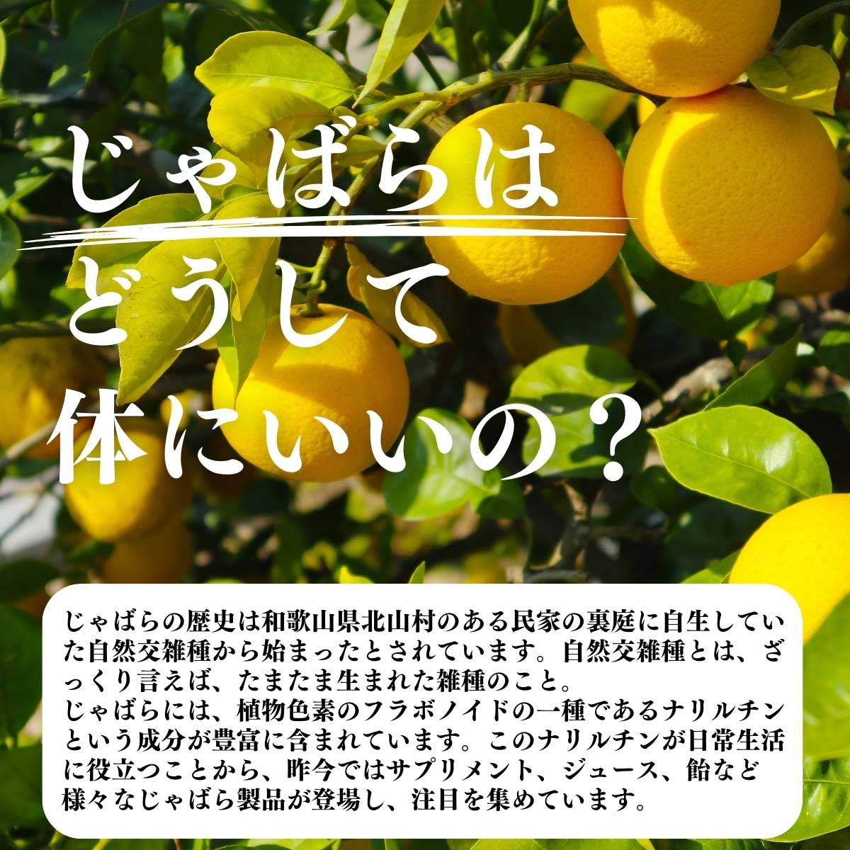 じゃばらはどうして体にいいの？