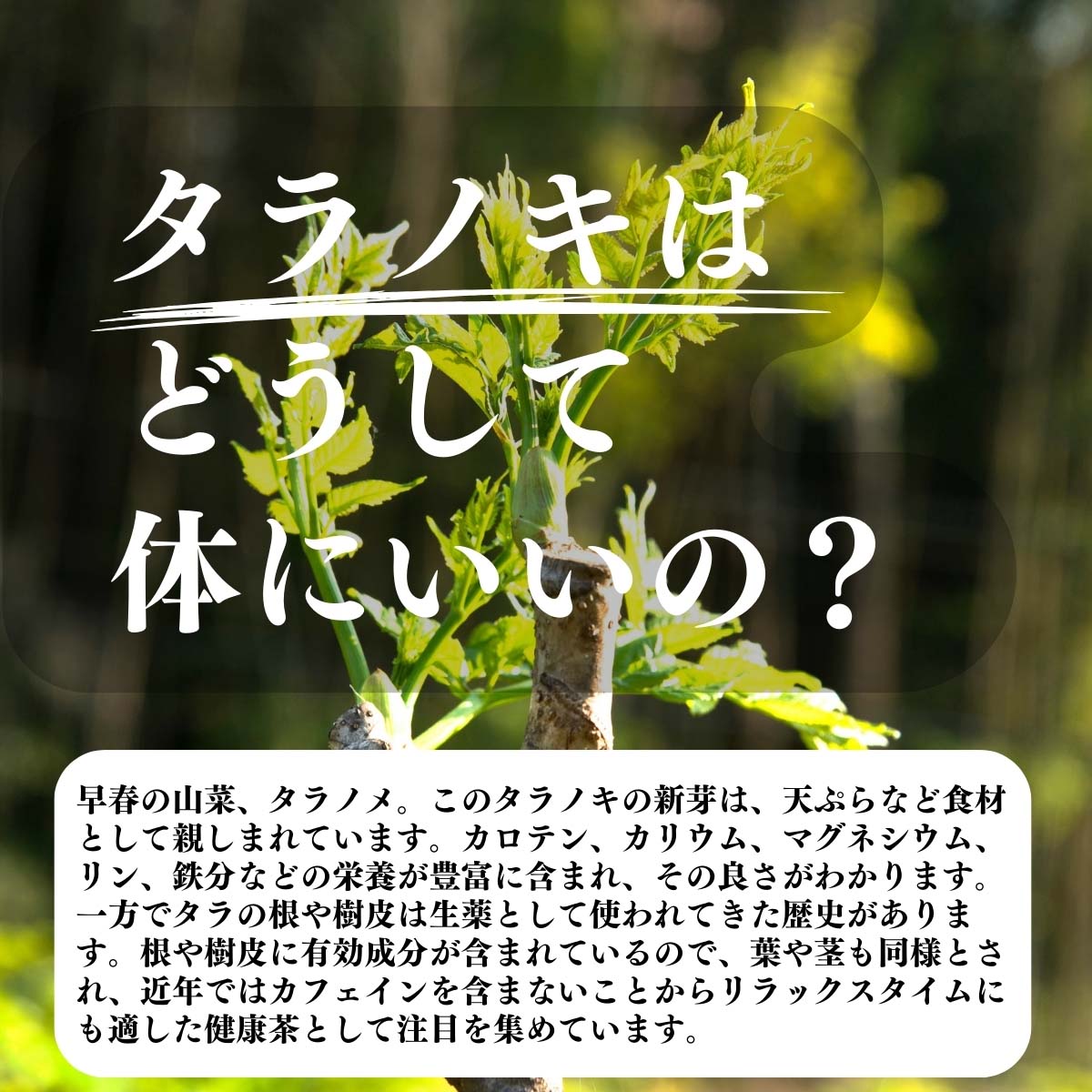 タラノキはどうして体にいいの？