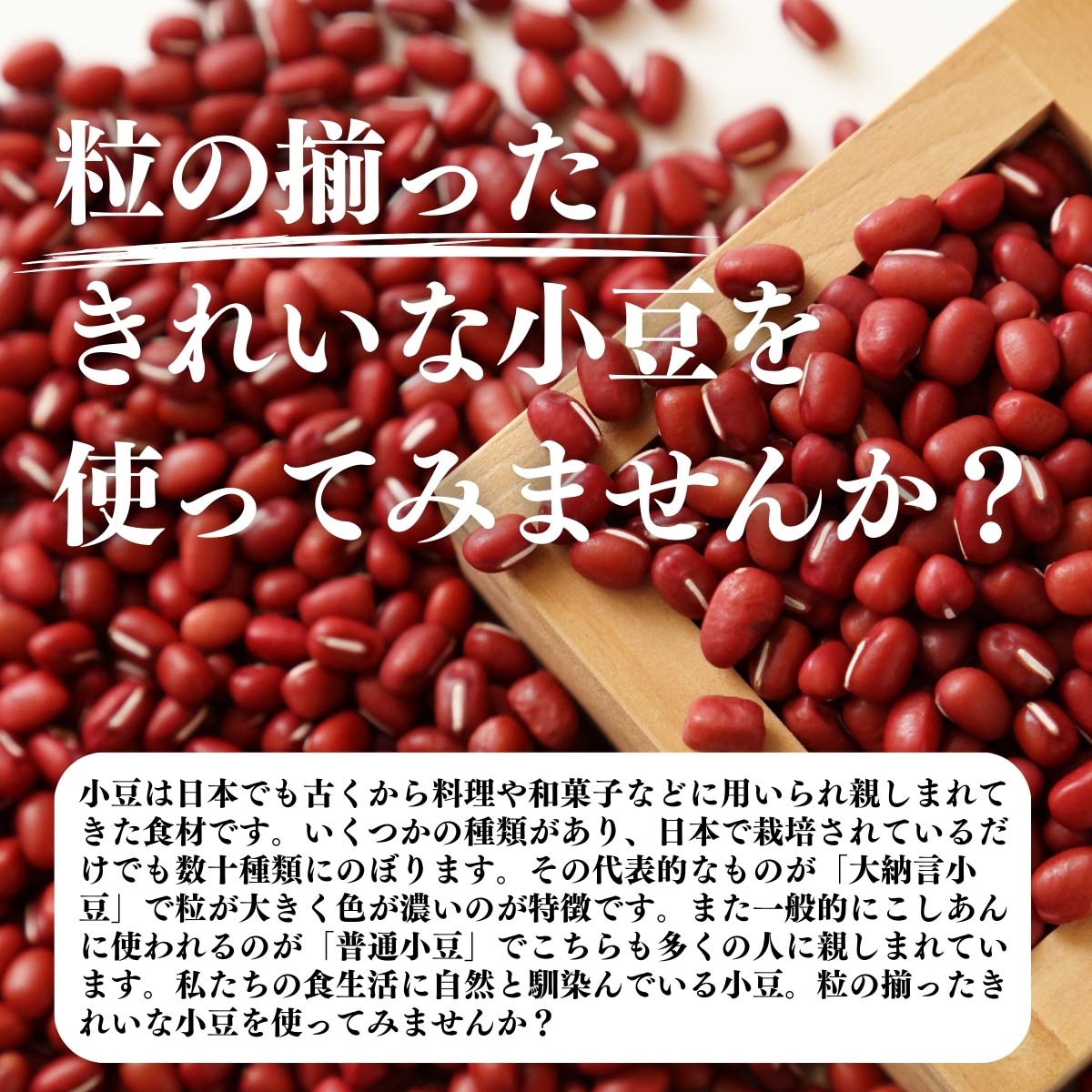粒の揃ったきれいな小豆を使ってみませんか？
