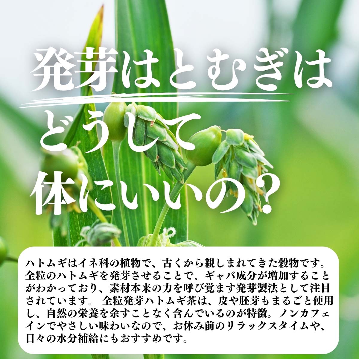 発芽はとむぎはどうして体にいいの？