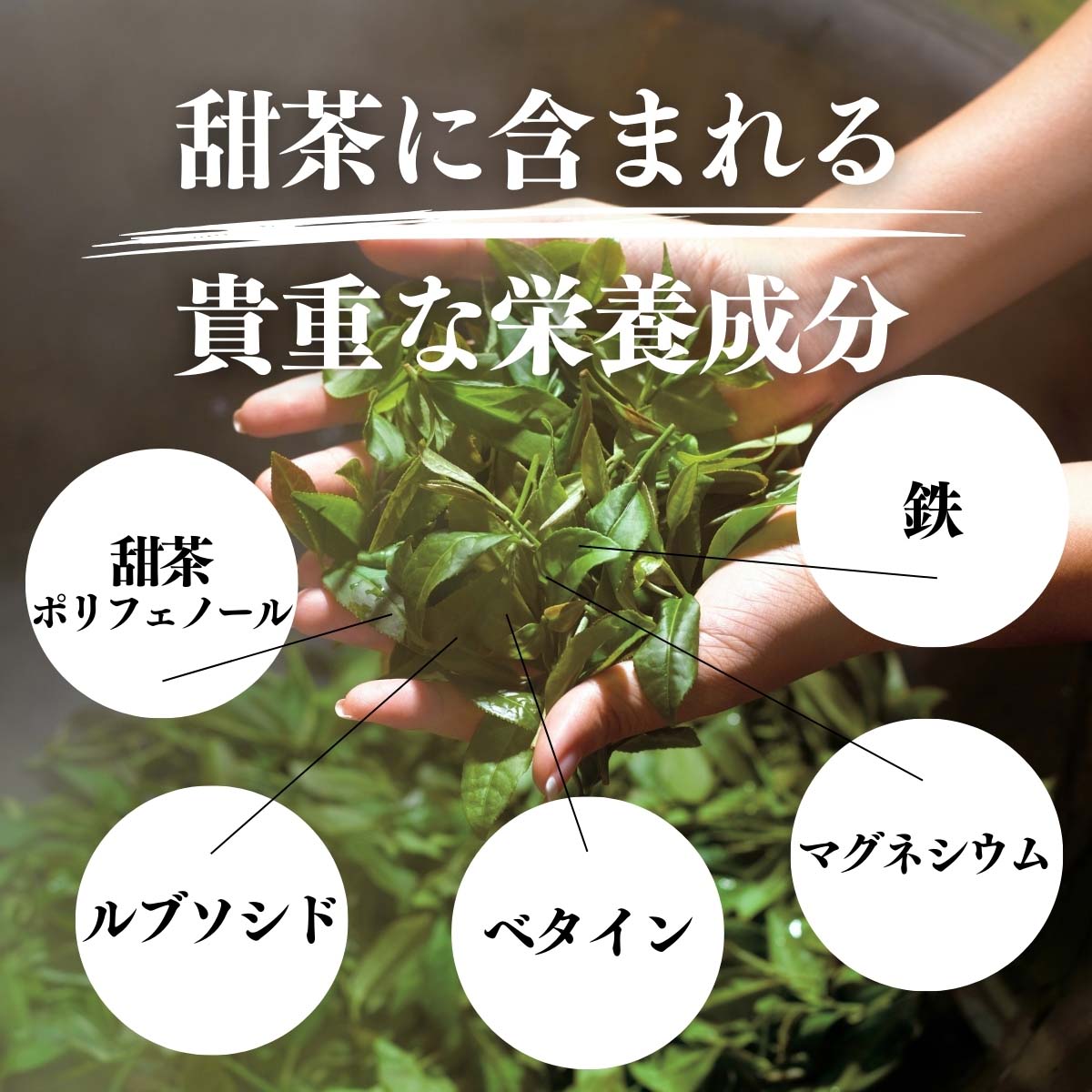 甜茶に含まれる栄養成分