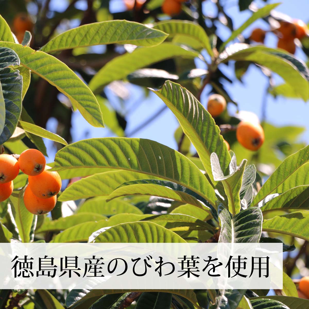 徳島県産の無農薬びわ葉を使用
