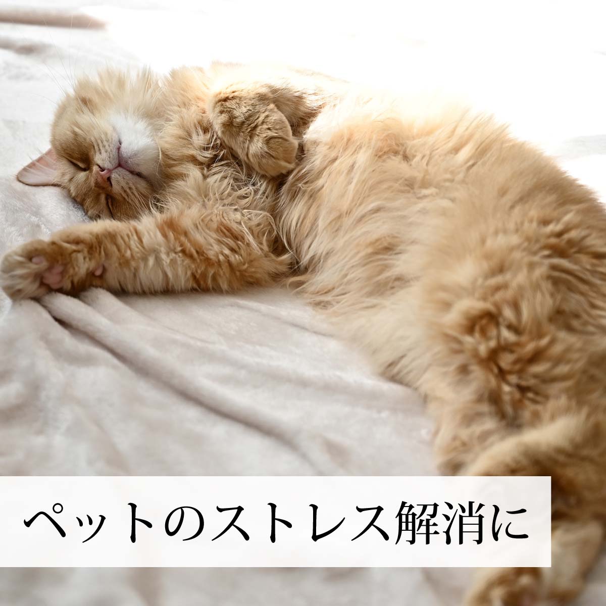 猫ちゃんのストレス解消に