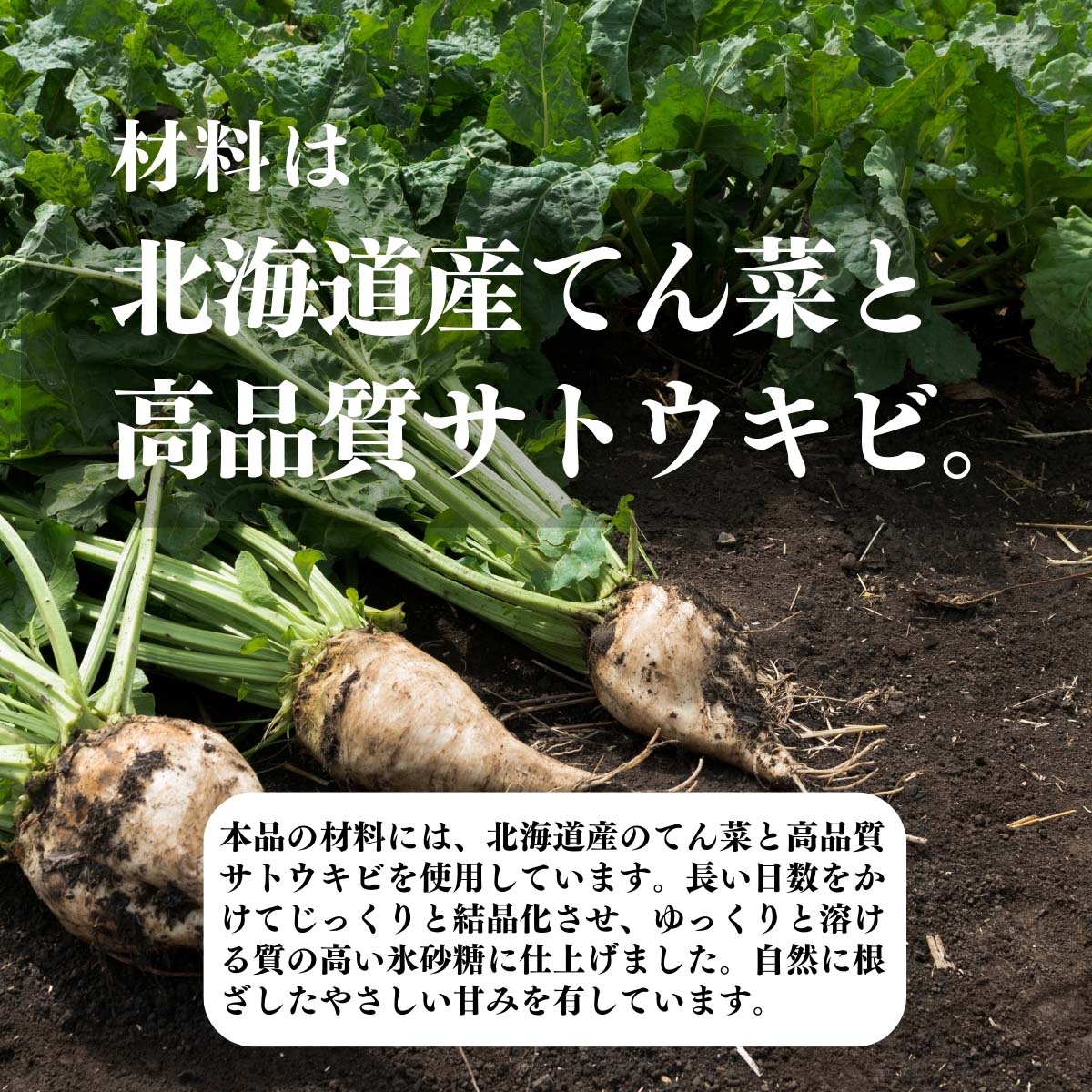 北海道産甜菜と高品質サトウキビ