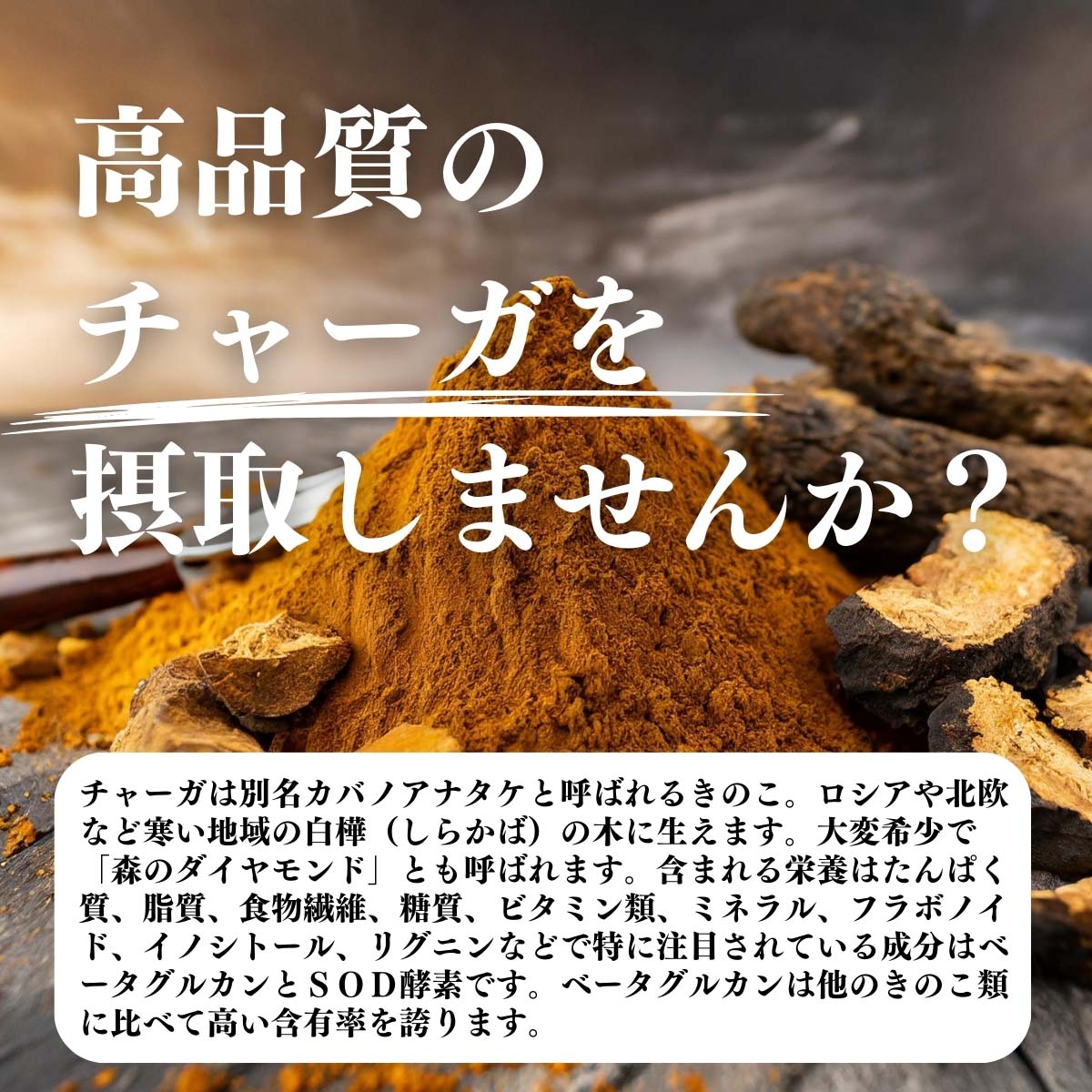 高品質のチャーガを摂取しませんか？