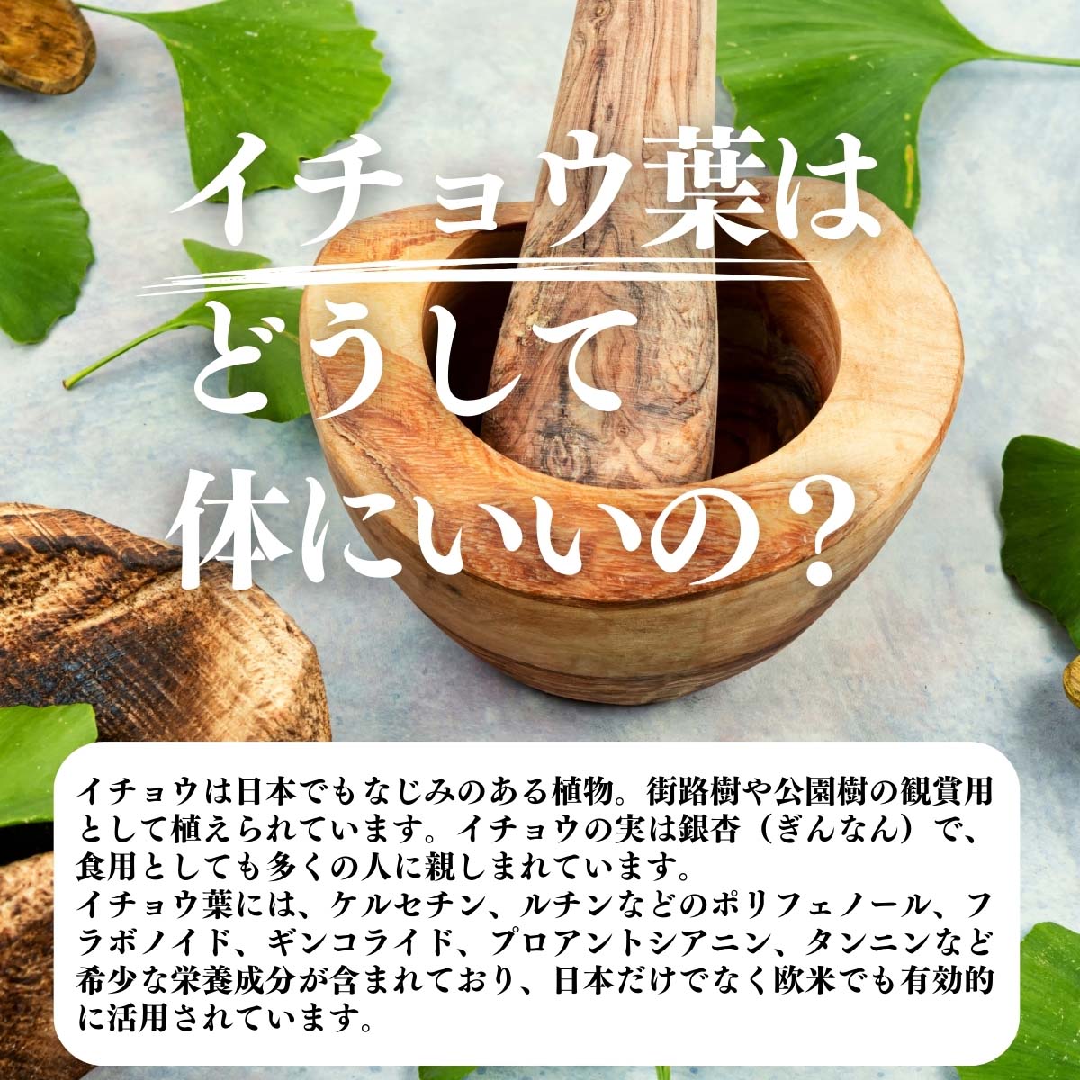 イチョウ葉はどうして体にいいの？