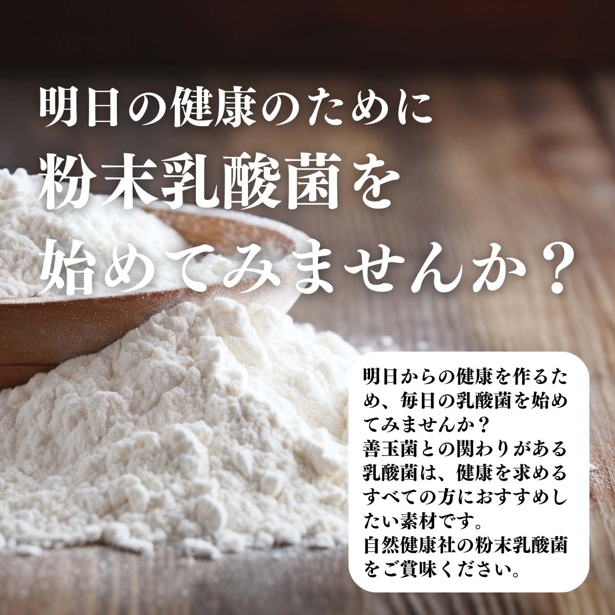 粉末乳酸菌を始めてみませんか？