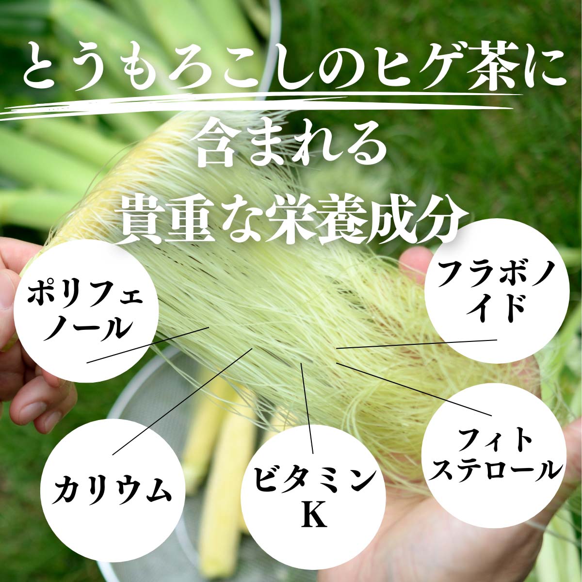 とうもろこしヒゲ茶に含まれる貴重な栄養成分